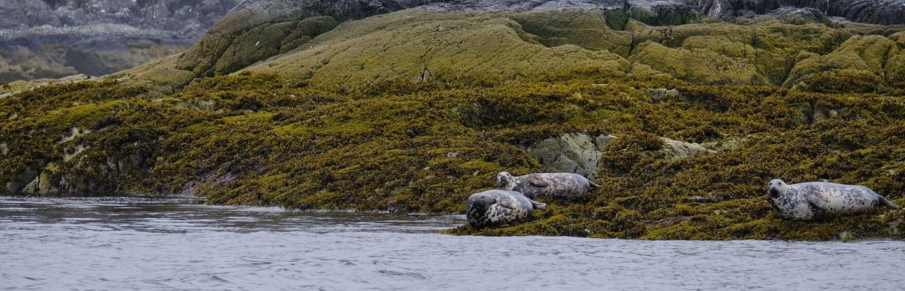 Three grey seals resting on a mossy coastal rock beside seabirds