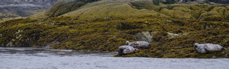 Three grey seals resting on a mossy coastal rock beside seabirds