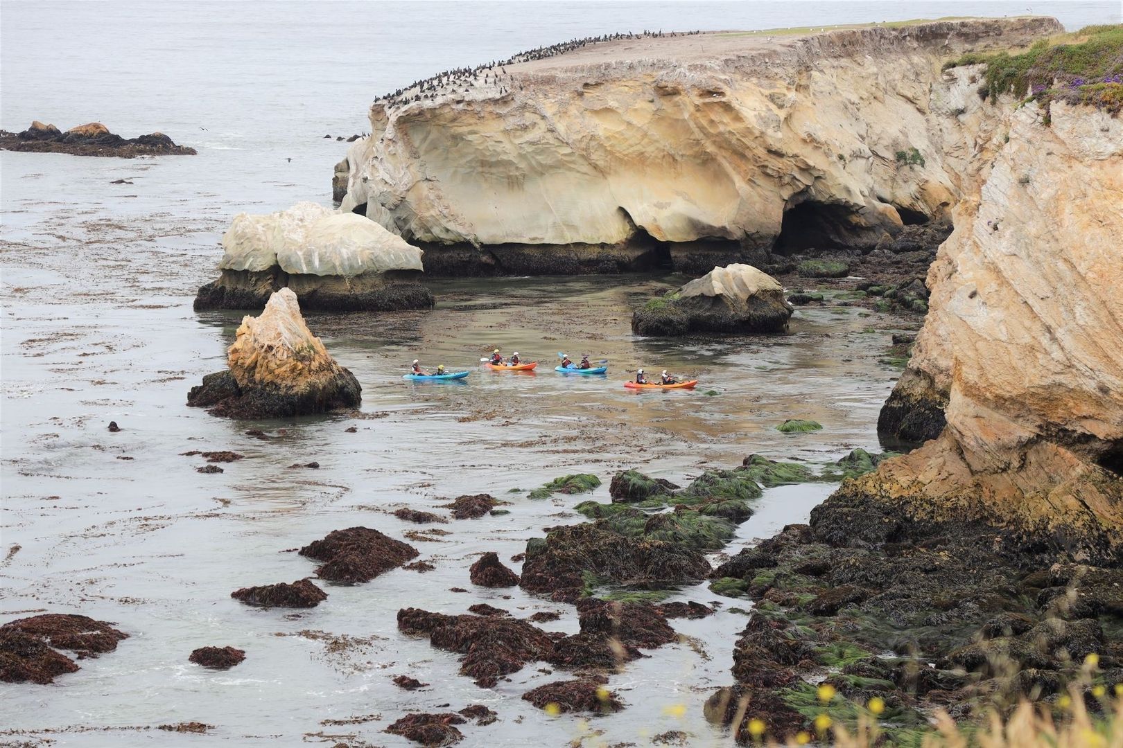 Kayakers paddle near a seabird-covered coastal cliff and rocky shore